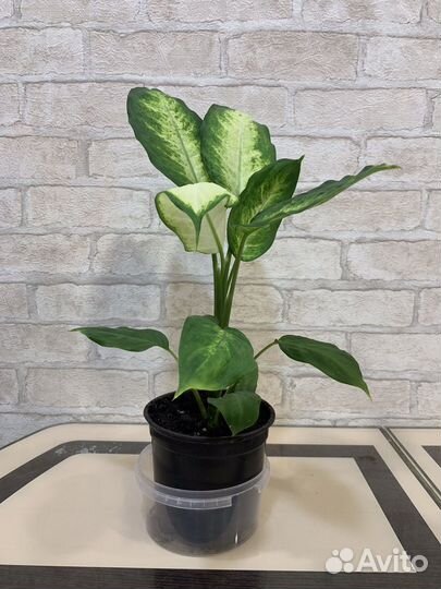 Комнатные цветы 2