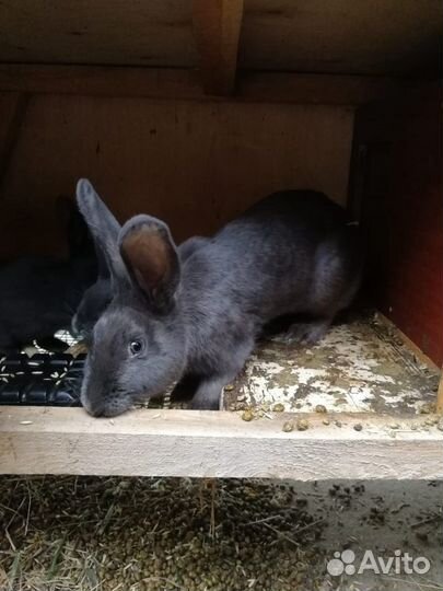 Продам кроликов