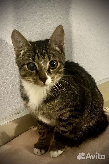 Котёнок ищет дом