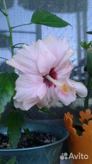 Комнатные растения часть 2