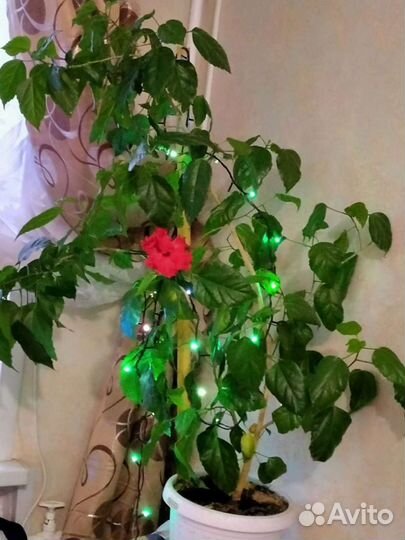 Гибискус,много других цветов