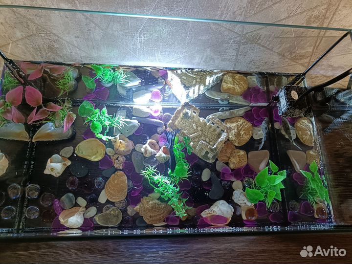 Аквариум с рыбками бесплатно