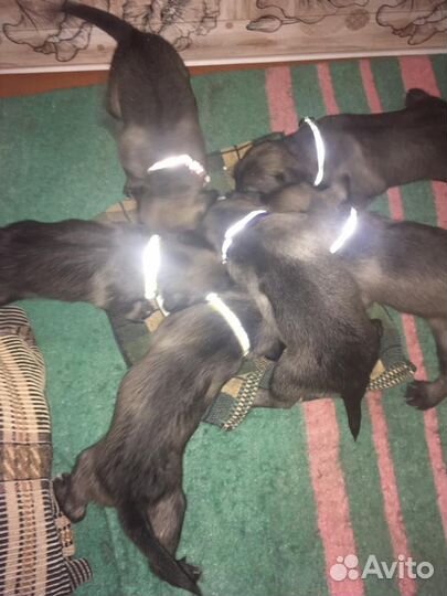 Щенки миттельшнауцера