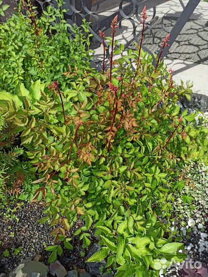 Астильба розовая