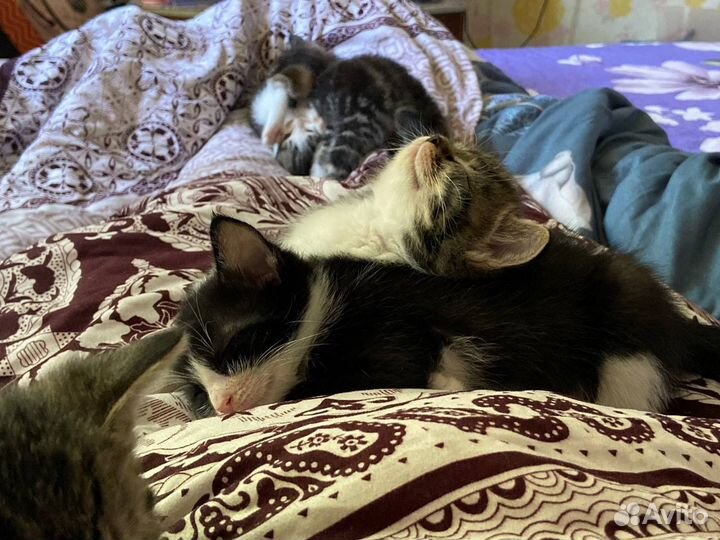 Котята в добрые руки