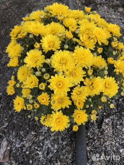 Хризантема