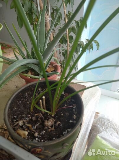 Комнатные растения, цветы