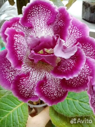 Глоксинии семена