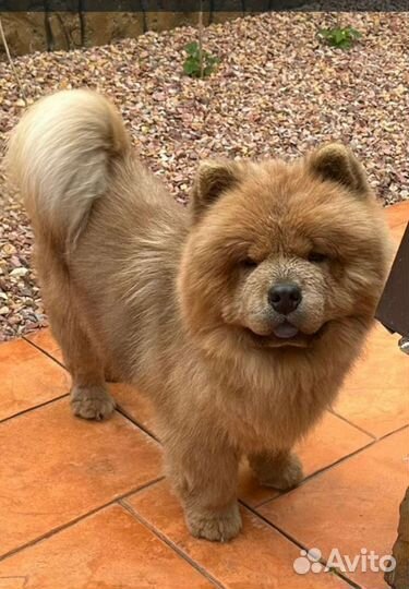 Груминг собак с выездом на дом