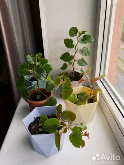 РастенияБегония вечноцветущая