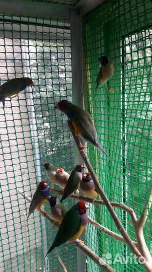 Амадины Гульда