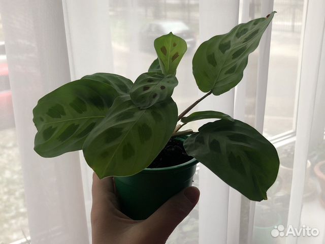 Маранта керховена купить в Санкт-Петербурге | Товары для дома и дачи ...