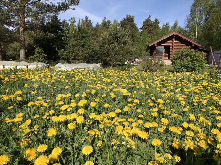 Дом 54 м² на участке 20 сот.