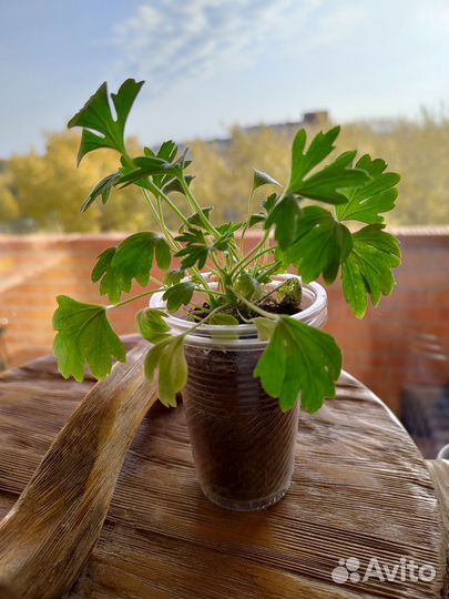 Пеларгония герань Dream Lover