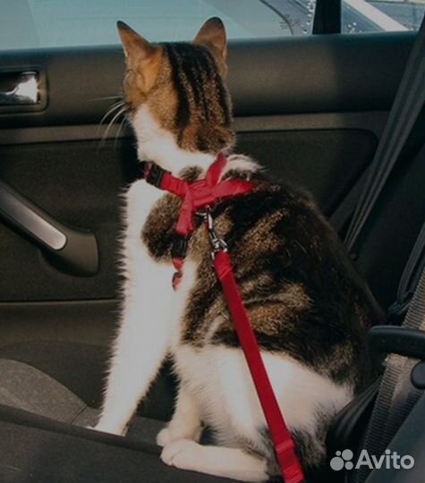 Зоотакси для кошек и собачек, передержка кошек