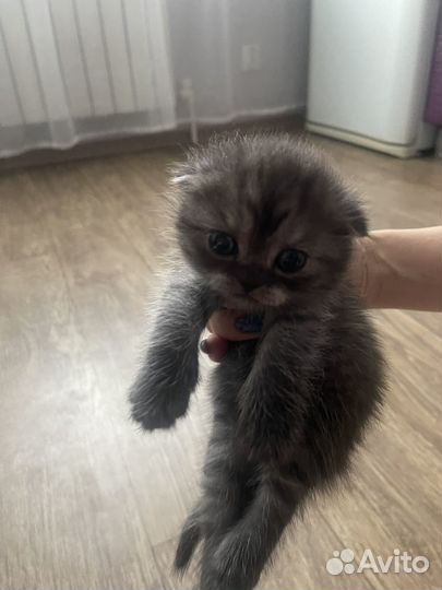 Шотландские вислоухие котята