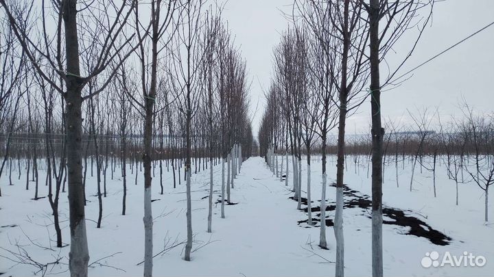 Липа крупнолистная рябина 3 сорта клён крупномеры