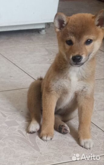 Щенки Сиба Ину