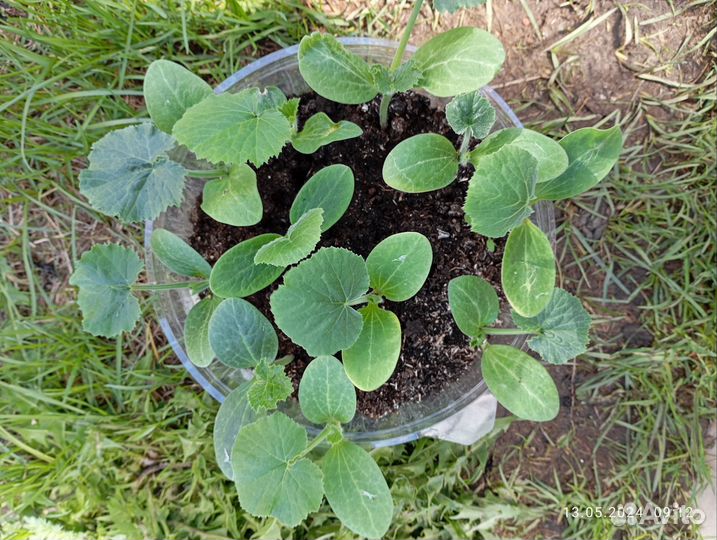 Рассада огурцов, кабачков, тыквы, помидор, перцев