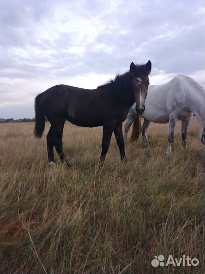 Жеребята кобылки