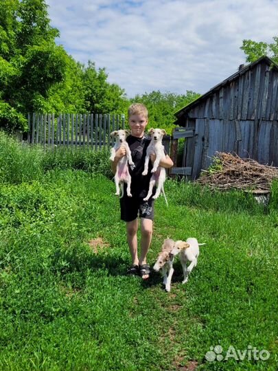 Русская псовая борзая щенки