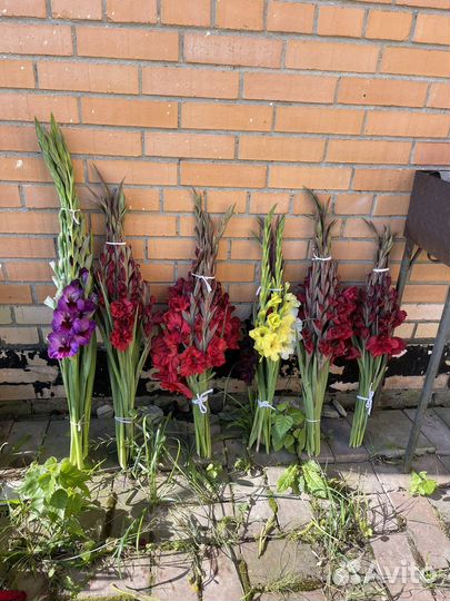 Гладиолусы свежая срезка