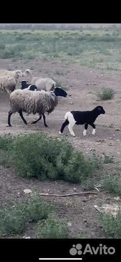 Романовские овцы