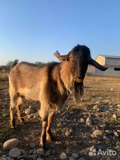 Козел баран лакон