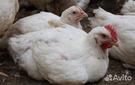 Бройлер Юрга