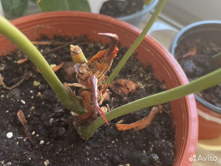 Антуриум Блэк Лав, Rainbow Champion