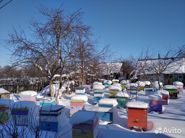 Пчелопакеты, пчеломатки, пчелосемьи Карника объявление продам