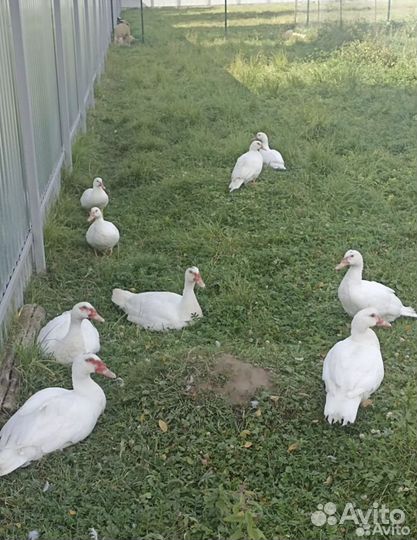 Индоутки на племя