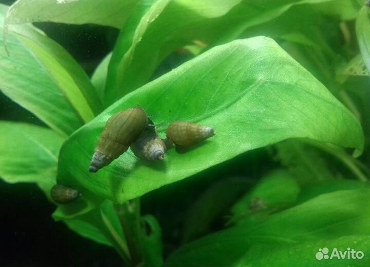 Грунтовые улитки Мелании;Гигрофила; Папоротник