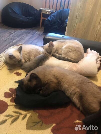 Кошечка в добрые руки