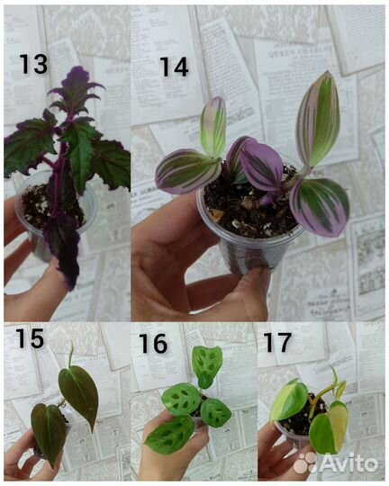 Комнатные цветы