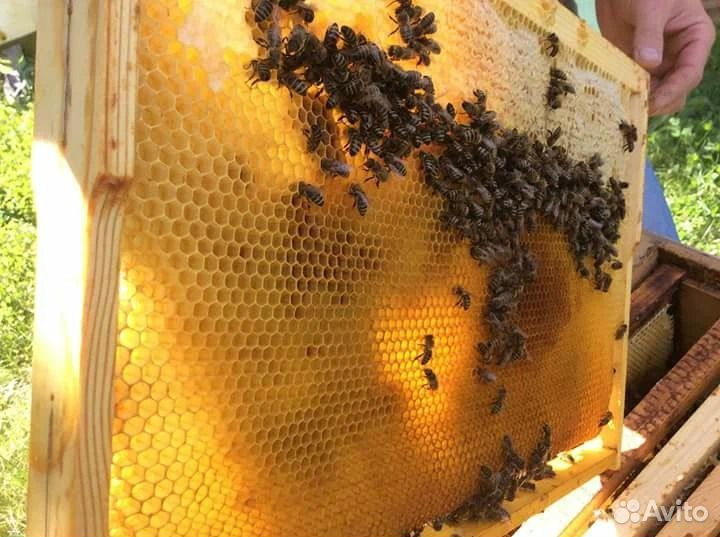 Алтайский Мёд