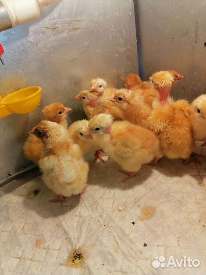 Бройлер кобб 700