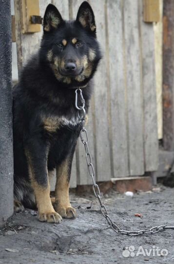 Собака в добрые руки