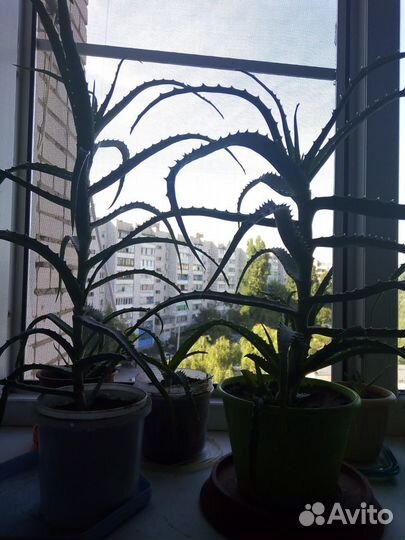 Алоэ трёхлетний