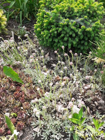 Почвопокровники