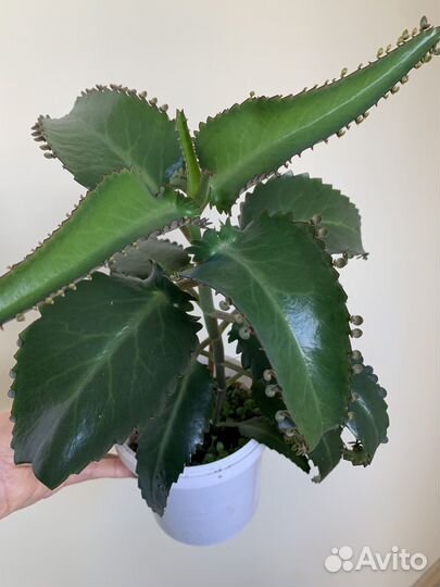 Каланхоэ лечебный,золотой ус