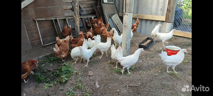 Куры молодки