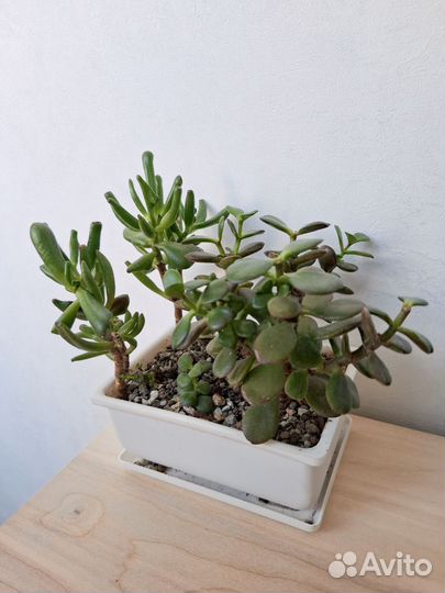 Суккуленты, денежные деревья