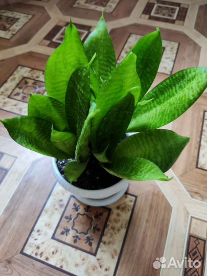 Тёщин язык, щучий хвост