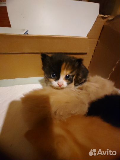 Отдаю котят