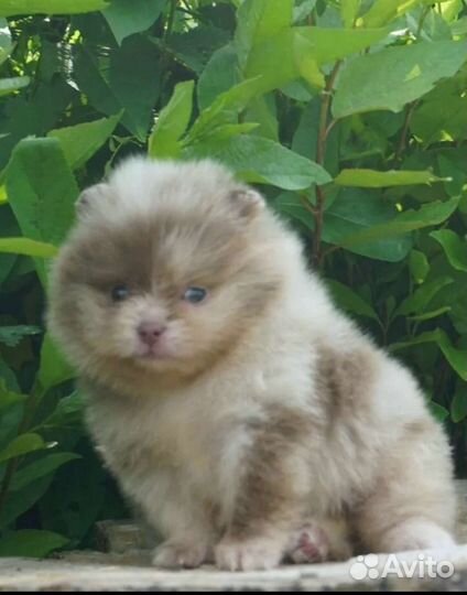 Красотка лиловый мерле