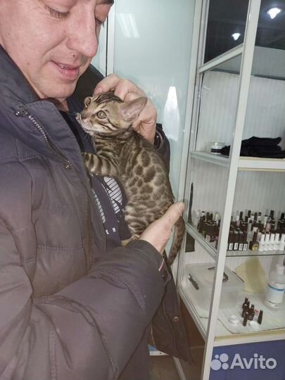 Бенгальский кот вязка