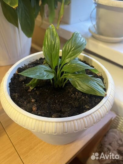 Спатифиллум