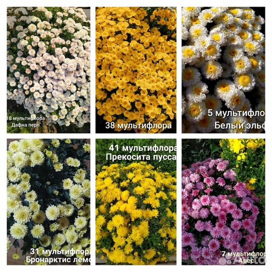 Хризантема