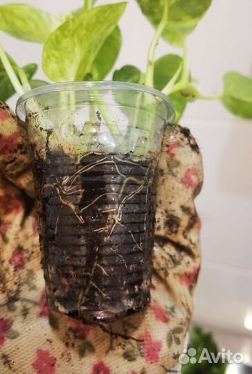 Сциндапсус